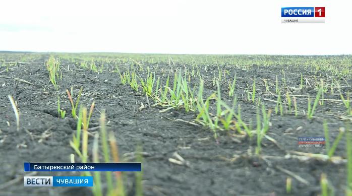 Аграрии Чувашии бьют тревогу из-за потери части озимых культур