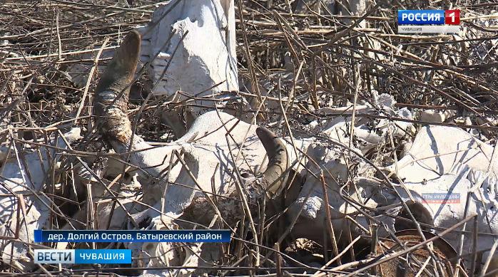 В одной из деревень Батыревского района поля соседствуют со скотомогильниками и свалкой бытовых отходов