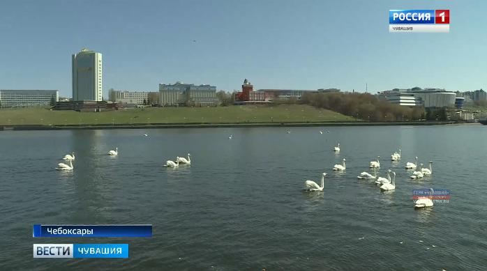 На Чебоксарском заливе снова появились лебеди