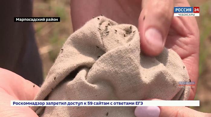 Зерновые посевы республики в опасности: в полях обнаружено превышение допустимого порога заселения хлебной блошки