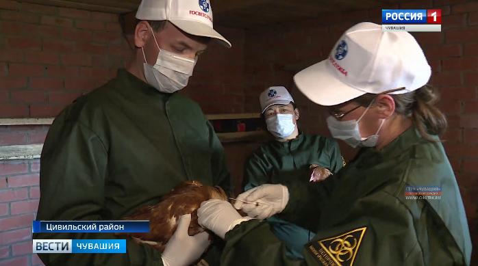 В Чувашии проходит масштабная профилактическая иммунизация птиц от птичьего гриппа