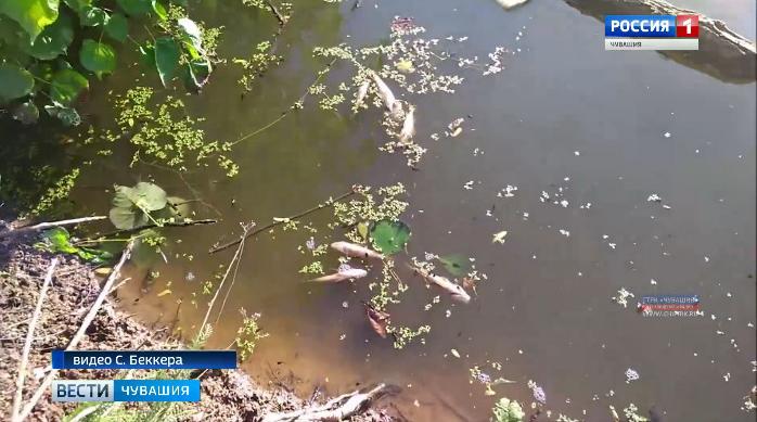 В Чувашии устанавливают причину гибели рыбы в пруду в одной из деревень Цивильского района