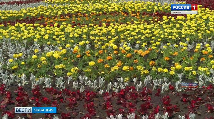 Столица Чувашии одевается  в летний цветочный наряд