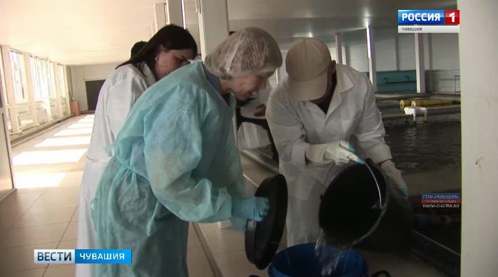 Специалисты Россельхознадзора проверили, как функционируют рыбные хозяйства Чувашии
