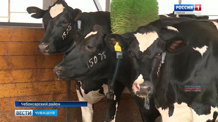 В Чебоксарском районе начал работу эмбриональный центр крупного рогатого скота