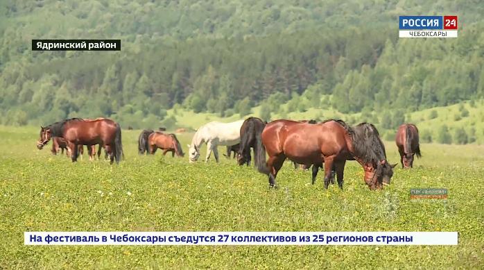В Чувашии выращивают породистых скакунов