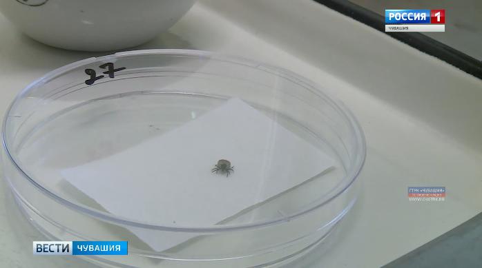 Уже более 600 жителей Чувашии обратились в поликлиники из-за укусов клещей