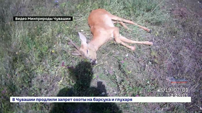 Заблудившуюся в Чебоксарах косулю вывезли в Чебоксарский район