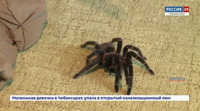 Экзотические пауки, тараканы, скорпионы, сколопендры: чебоксарец коллекционирует необычных питомцев
