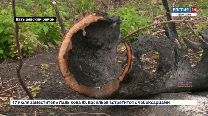 Пожар на погосте: в результате «благоустройства» сельское кладбище в Батыревском районе превратилось в свалку и пепелище 