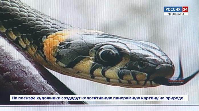 Осторожно, змеи! За этот год в БСМП с симптомами отравления змеиным ядом поступило 11 жителей республики