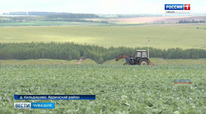 27 миллионов рублей потратил на систему мелиорации фермер из Ядринского района: вложения окупаются