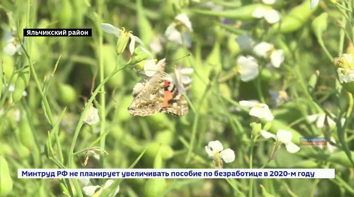 Специалисты Россельхозцентра рассказали о нашествии бабочек-репейниц в Чувашии