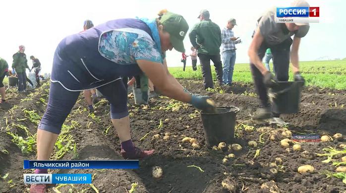В Яльчикском районе началась уборка раннего картофеля