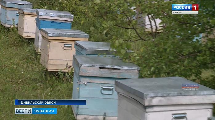 В Чувашии гибнут пчёлы