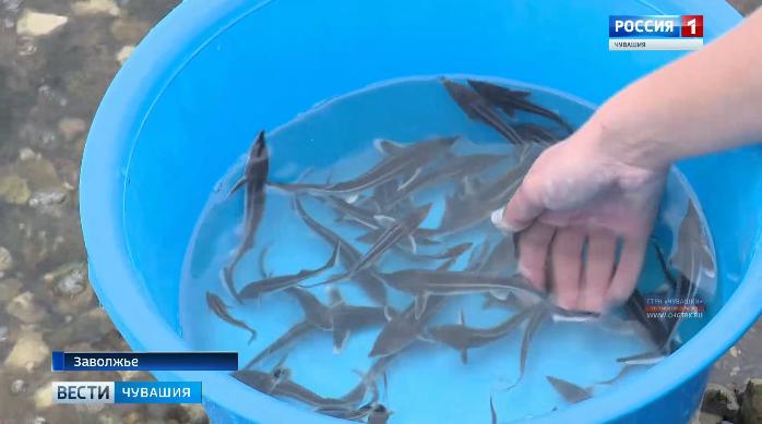 В Волгу выпустили молодь стерляди