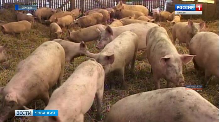 Африканская чума свиней подобралась к границе Чувашии