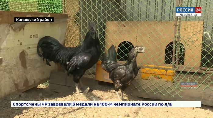 В семейном хозяйстве из Канашского района живут экзотические декоративные птицы