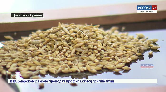 В этом сезоне Продовольственный фонд Чувашии готов принять до 15 тысяч тонн зерновых