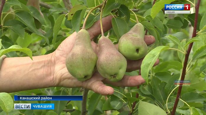 Абрикосы, виноград и алыча: пенсионер из Канашского района выращивает непривычные для нас ягоды и фрукты