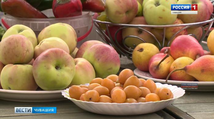 Чебоксарские ветераны участвуют в конкурсе на лучший огород и самый богатый урожай