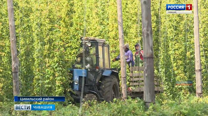 «Зеленое золото»: в этом году в Чувашии ожидают хороший урожай хмеля
