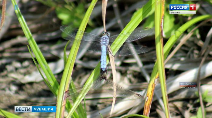 На территории Чувашии обнаружены новые виды стрекоз