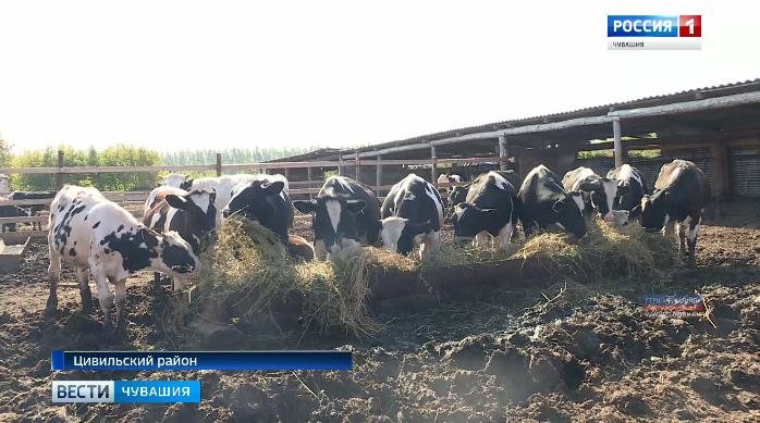 Семье фермеров из Цивильского района удалось дважды стать обладателями гранта на развитие бизнеса
