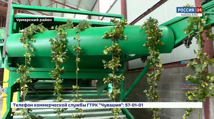 В Чувашии заработали первый отечественный хмелеуборочный комбайн и хмелесушилка