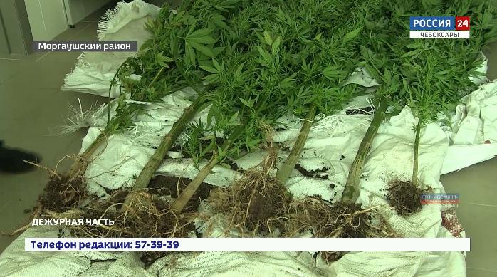 Ботанику-самоучке из Чебоксар грозит срок за богатый урожай конопли 