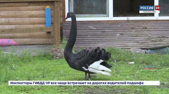 Зооуголок в парке имени Андрияна Николаева перешёл на осенне-зимний режим работы