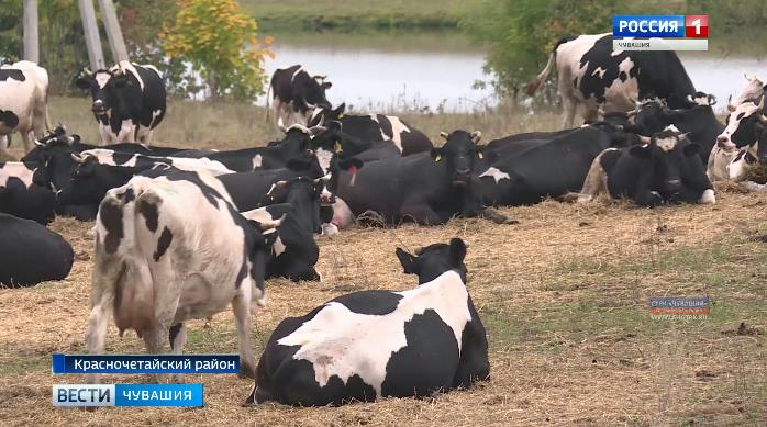 Красночетайские фермеры придумали способ увеличить надои молока