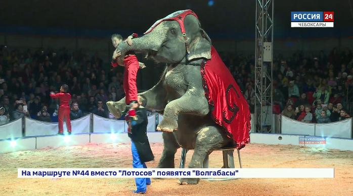 В Чебоксары приехал цирк со слонами