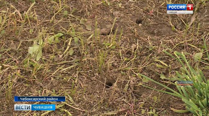 Мыши атакуют поля Чувашии: специалисты Россельхозцентра призывают аграриев бороться с грызунами