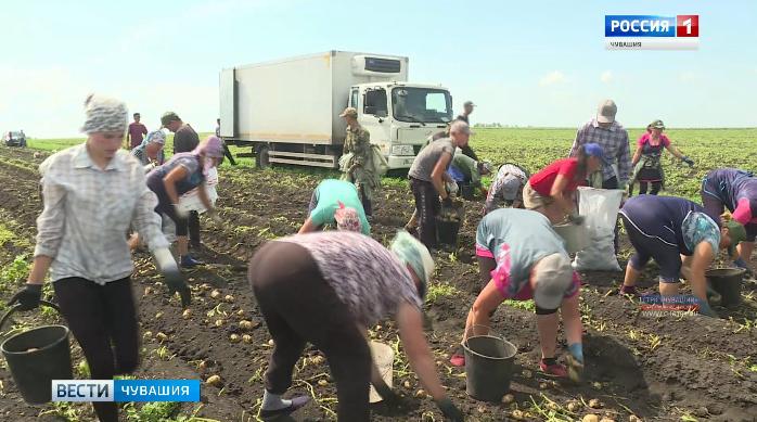 Аграрии Чувашии заканчивают уборку урожая