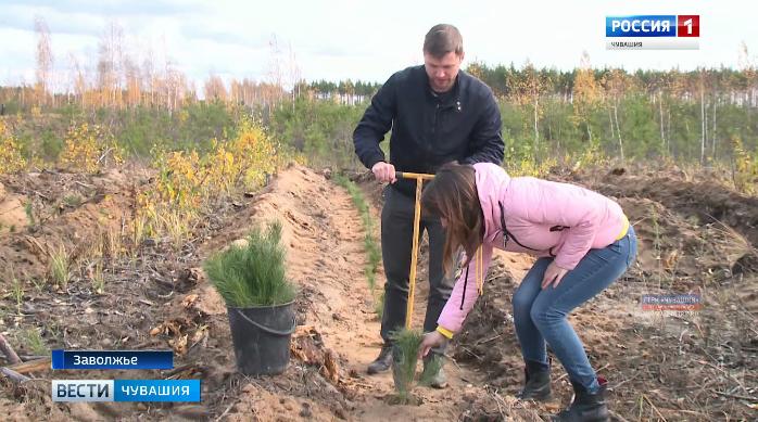 Участники конкурса «Мисс и Мистер студенчество России» высадили 550 молодых сосен