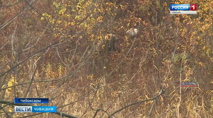 Медвежонка, разгуливавшего по улицам Чебоксар, вернули  в лес