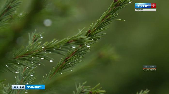 Дмитрий Медведев отметил Чувашию среди пяти регионов-лидеров по охране лесов