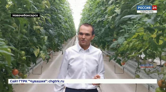 Тепличный комплекс в Новочебоксарске торжественно откроют 1 ноября