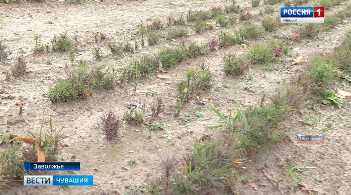 В рамках программы «Сохранение лесов» в Заволжье засаживают сгоревшие в 2010 году территории