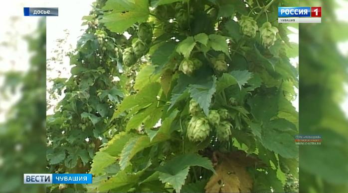«Чувашхмельпром» получил эксклюзивные права на наименование «Чувашский хмель»