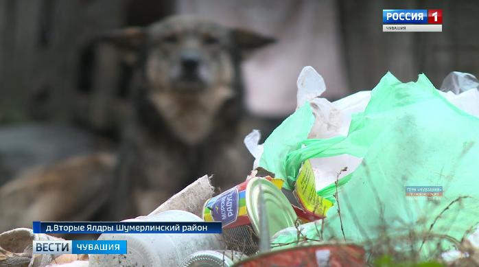 Опасно для жизни: одну из деревень Шумерлинского района терроризируют агрессивные собаки
