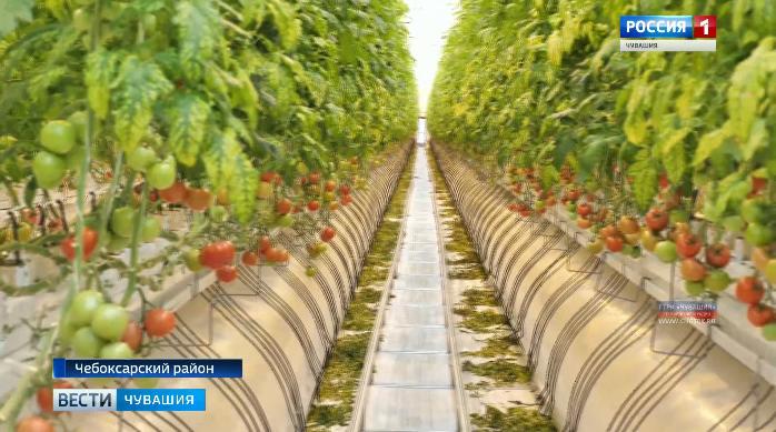 В Чебоксарском районе открылся новый тепличный комплекс 