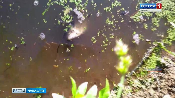 За загрязнение пруда и массовую гибель рыбы назначили штраф главному инженеру фирмы «Цивильский бекон» 