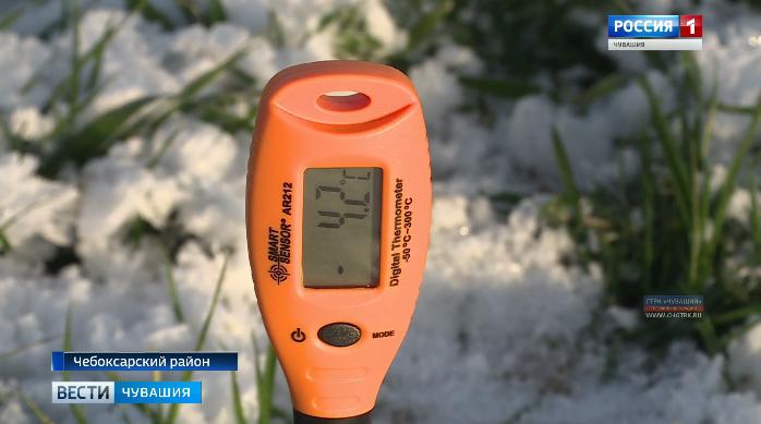 Специалисты «Россельхозцентра» проверяют состояние озимых на полях Чувашии