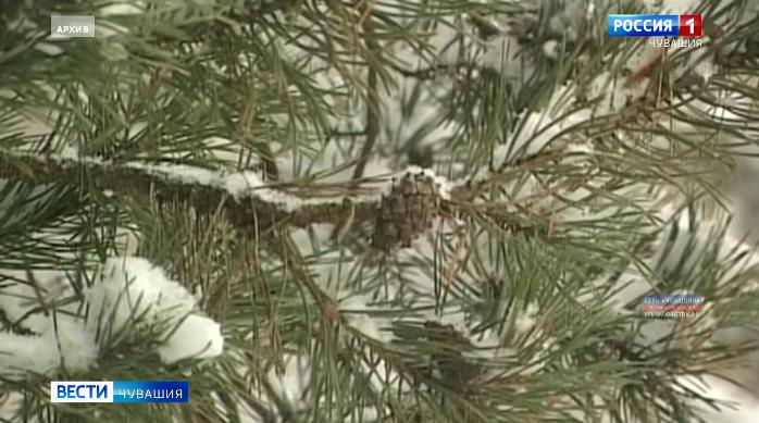 Минприроды России поручило ведомствам усилить контроль за вырубкой хвойных деревьев