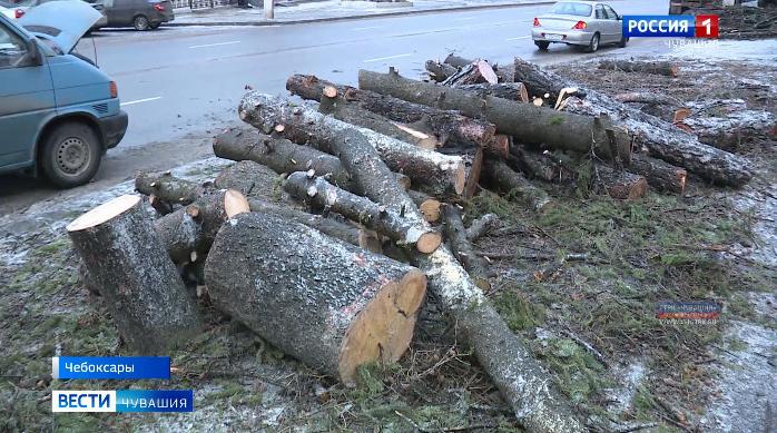 11 деревьев спилили около чебоксарского кукольного театра
