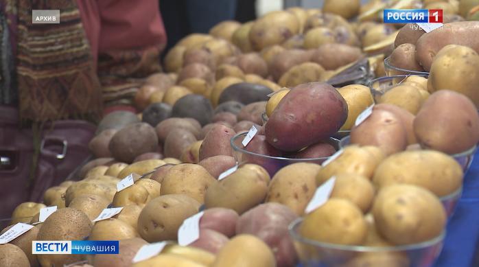 В Чувашии готовятся к проведению 12-й Межрегиональной выставки «Картофель-2020»