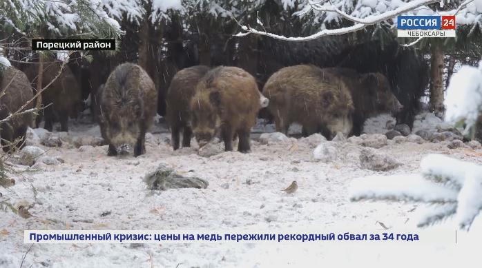  В Чувашии увеличилась численность диких животных 