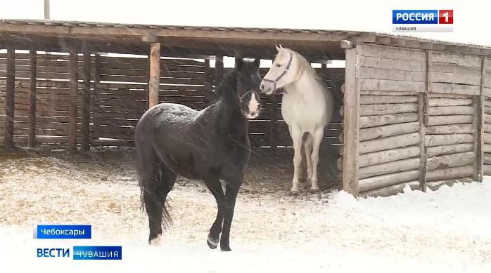  На всероссийских конных соревнованиях примут участие спортсмены из Чувашии 